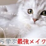 【ブルべ春】猫に学ぶ最強トレンドメイク術！！