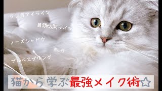 【ブルべ春】猫に学ぶ最強トレンドメイク術！！