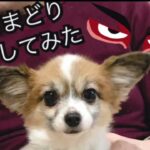 【詐欺メイク】くまどりをむしり取られたパピヨン犬