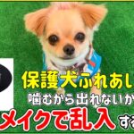 噛むから出れない癖に保護犬ふれあい会に詐欺メイクで乱入する柴犬ムー乱ww